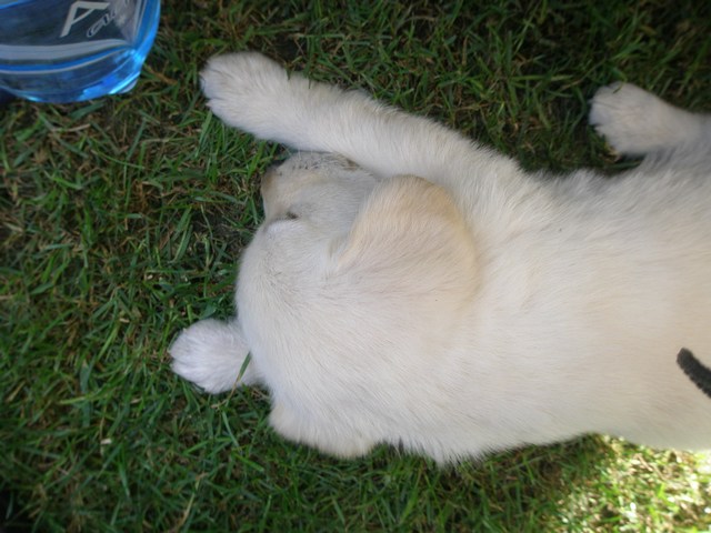 mini-p8160050